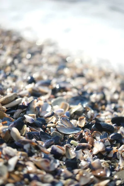 seashells on the beach, close up view