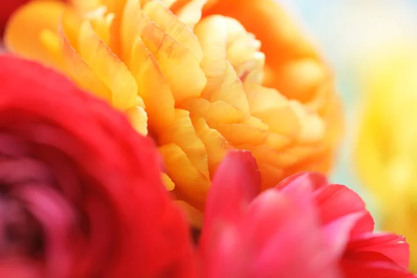 Schöne Blühende Blumen Nahsicht — Stockfoto