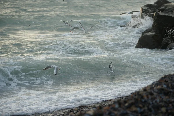 Mar Tempestuoso Bonito Com Gaivotas — Fotografia de Stock