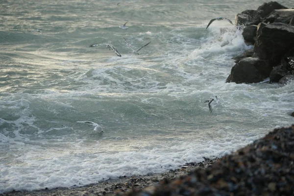 Красиве Штормове Море Чайками — стокове фото
