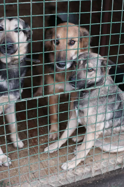 Cute homeless dogs in a cage
