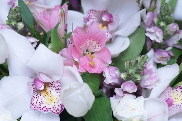 Ramo Orquídeas Primer Plano — Foto de Stock