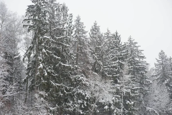 Schnee Wald Winterlandschaft — Stockfoto