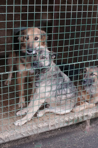 Niedliche Obdachlose Hunde Käfig — Stockfoto