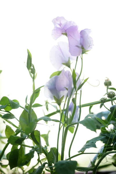 Сладкие Фиолетовые Цветы — стоковое фото