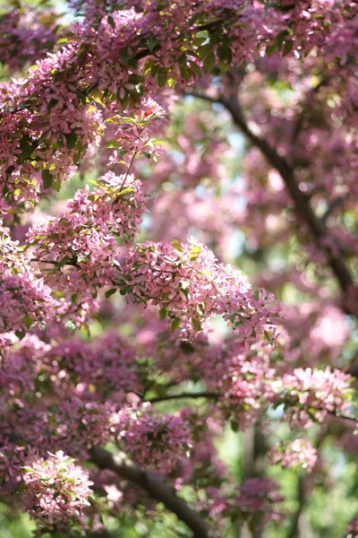 Mooie Bloeiende Appelboom Het Voorjaar — Stockfoto