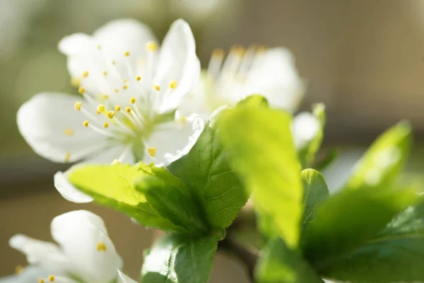 Beautiful Blooming Cherry Trees Spring — Stock Photo, Image