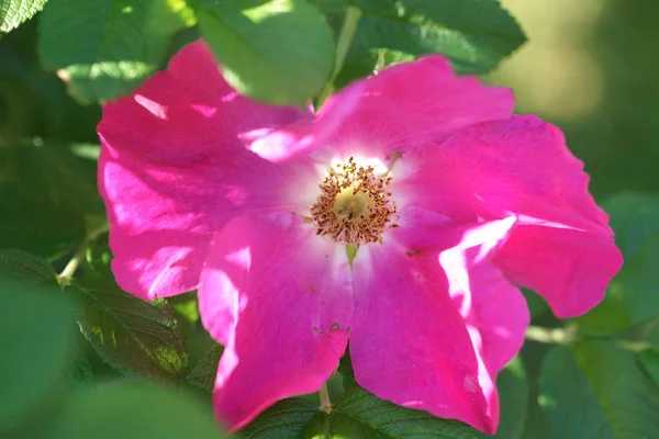Foto Macro Hibiscus Rosa Sinensis Adelfosa Muy Especial — Foto de Stock