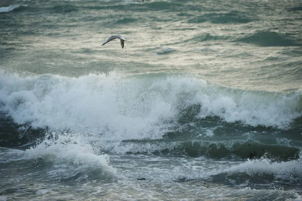 Όμορφη Θυελλώδης Θάλασσα Γλάρους — Φωτογραφία Αρχείου