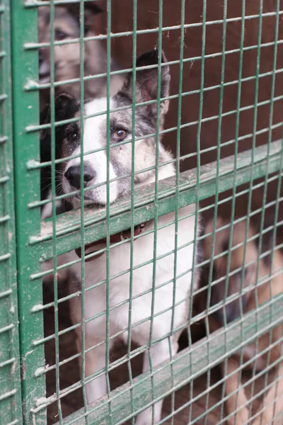 Cute Homeless Dog Cage — Stock Photo, Image