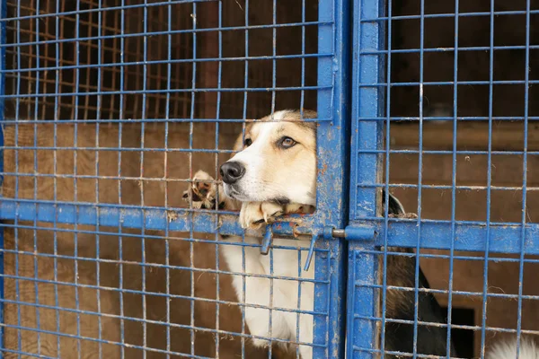 Niedlicher Obdachloser Hund Käfig — Stockfoto