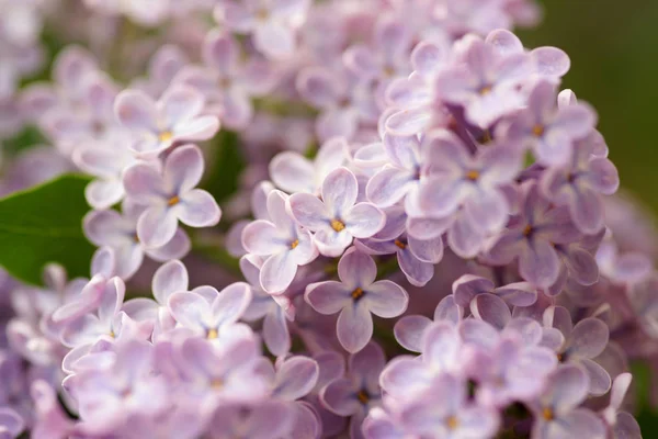 Branches Lilac Flowers Spring Garden — Stock Photo, Image