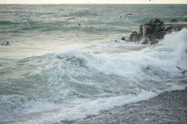 Piękne Burzowe Morze Seagulls — Zdjęcie stockowe