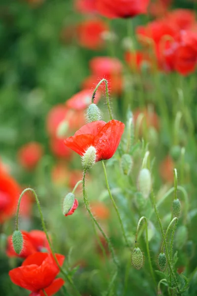 Amapolas Florecientes Campo — Foto de Stock