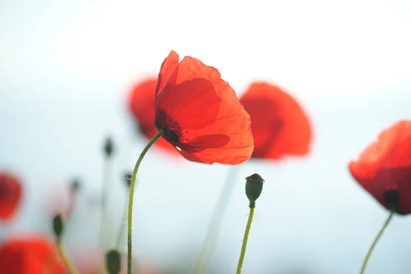 Blooming Poppies Field — Stock Photo, Image