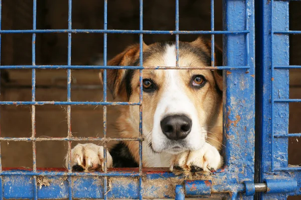 Cute homeless dog in a cage