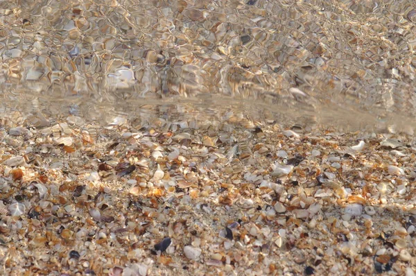 Seashells Spiaggia — Foto Stock