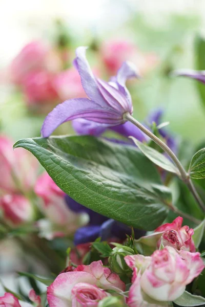 Hermosas Flores Púrpura Rosa Jardín — Foto de Stock
