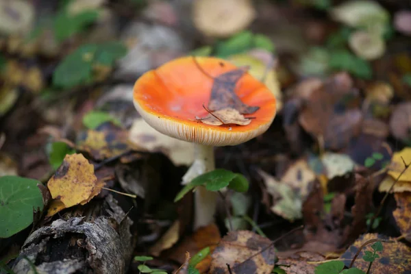 Champignon Dans Forêt Automne — Photo