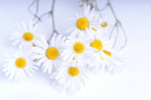 Bílé sedmikrásky kytice, zblízka