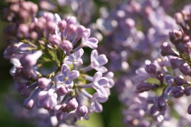 Bahar bahçesinde leylak çiçekli dallar
