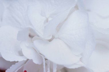 Beyaz çiçeklerin açtığı ortancayı kapat 