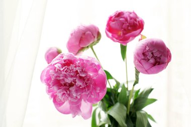 taze pembe peonies buket 