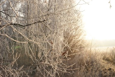 Ormanda kar var. Kış manzarası