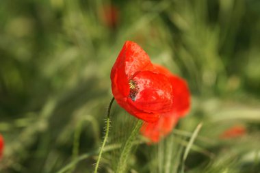 Alanında çiçek haşhaş 