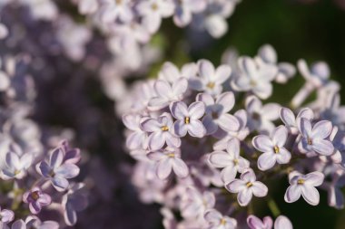Bahar bahçesinde leylak çiçekli dallar