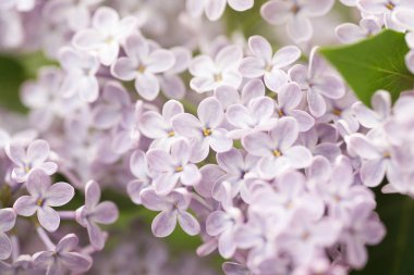 Bahar bahçesinde leylak çiçekli dallar