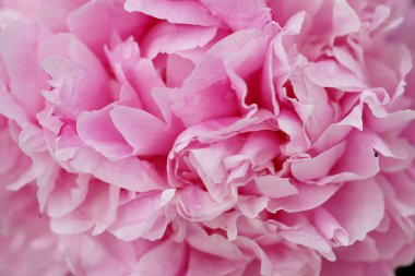 Güzel pembe şakayıklar. 