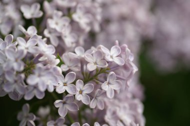 Bahar bahçesinde leylak çiçekli dallar