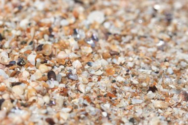 sahilde deniz kabukları arka plan