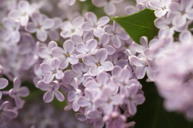 Bahar bahçesinde leylak çiçekli dallar
