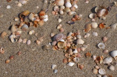 Sahilde deniz kabukları