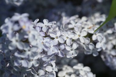 Bahar bahçesinde leylak çiçekli dallar