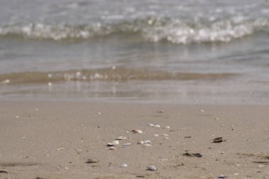 Sahilde deniz kabukları