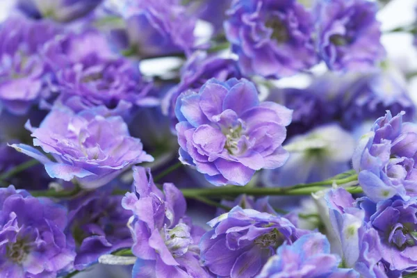 Vackra Lila Blommor Och Prästkragar Trädgården — Stockfoto