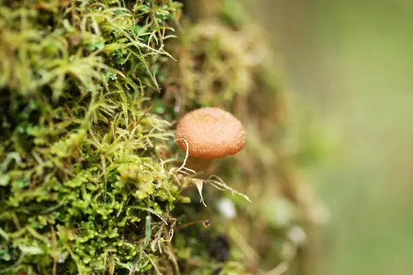 Cogumelos Floresta Outono — Fotografia de Stock