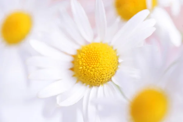 White Daisies Bouquet Close — Stock Photo, Image