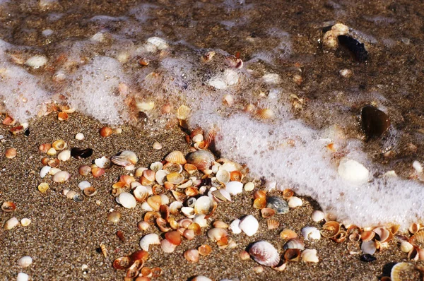 Морские Ракушки Пляже — стоковое фото