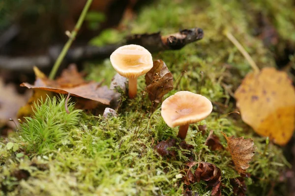 Cogumelos Floresta Outono — Fotografia de Stock