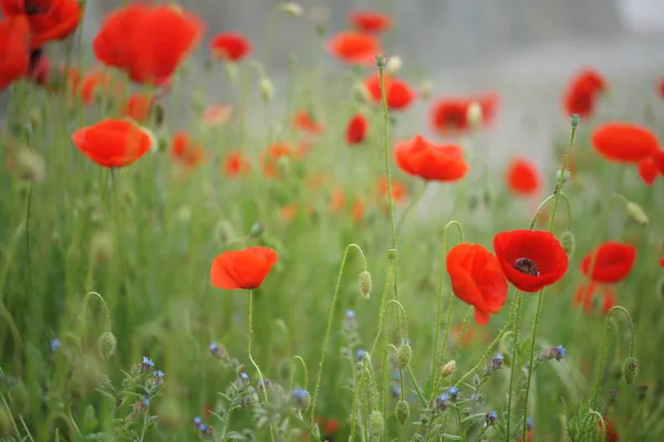 Blooming Poppies Field — Stock Photo, Image