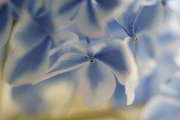 Blue and white Hydrangea flowers, close up