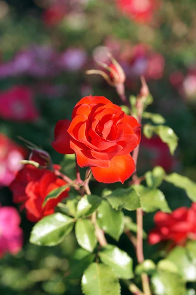 Blommande Röda Blommor Trädgården — Stockfoto