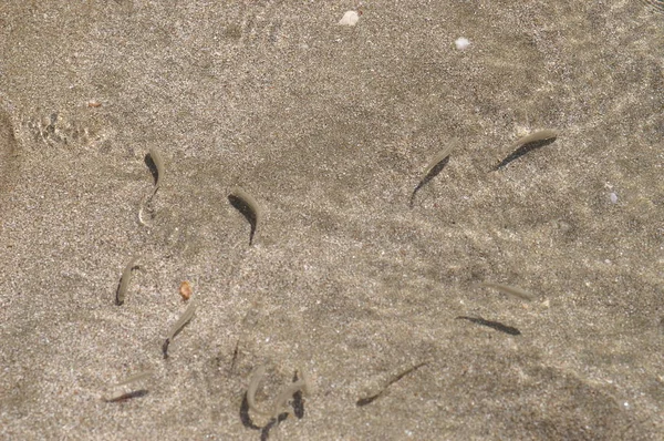 Areia Água Limpa Pequenos Peixes — Fotografia de Stock