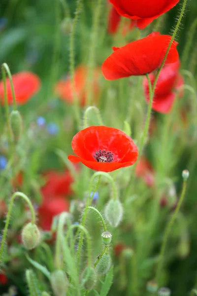 Amapolas Florecientes Campo — Foto de Stock