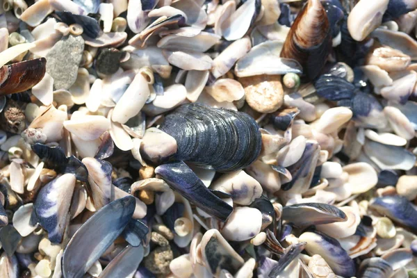 seashells on the beach, close up view