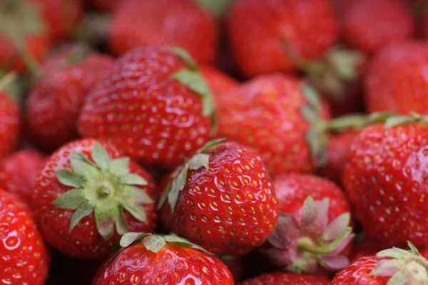 Montón Sabroso Jugo Maduro Fresas Rojas — Foto de Stock